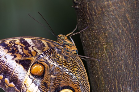 PAPILLON-32.jpg